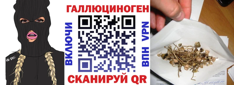 Галлюциногенные грибы Psilocybine cubensis  Порхов 